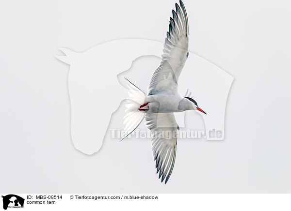 common tern / MBS-09514