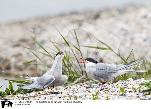 common terns / MBS-09524
