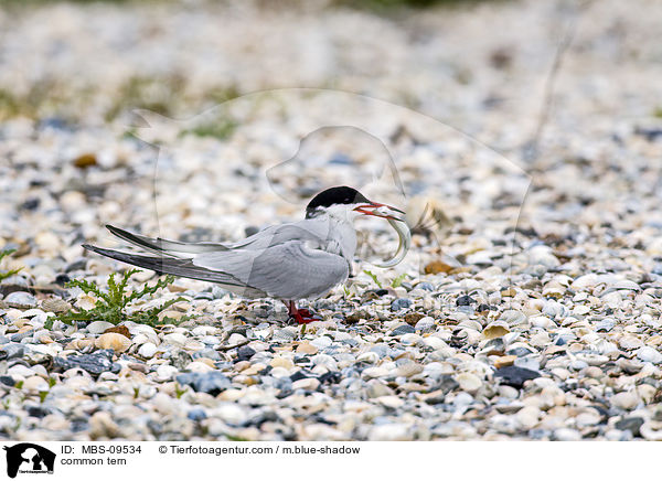 common tern / MBS-09534