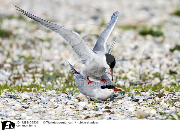 common terns / MBS-09536