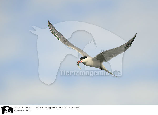 Flu-Seeschwalbe / common tern / DV-02871