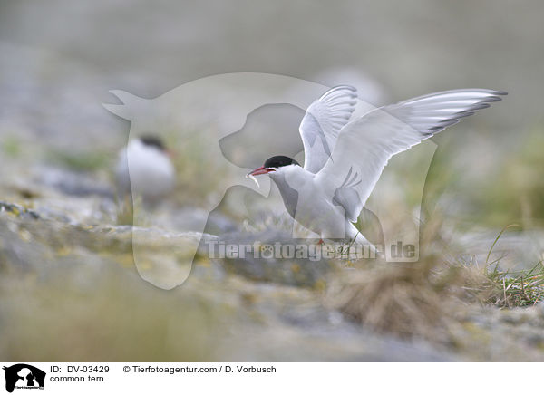 Flu-Seeschwalbe / common tern / DV-03429