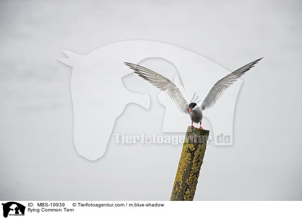fliegende Flu-Seeschwalbe / flying Common Tern / MBS-19939