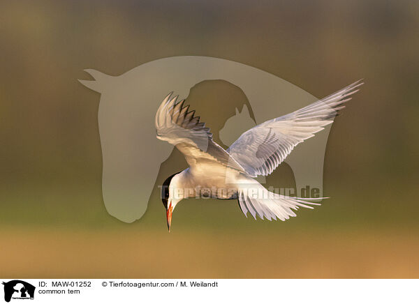 common tern / MAW-01252