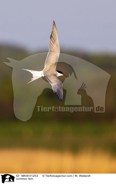 Flu-Seeschwalbe / common tern / MAW-01253