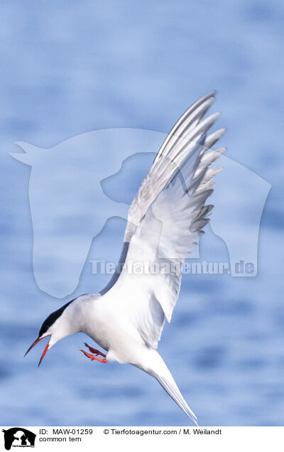 Flu-Seeschwalbe / common tern / MAW-01259