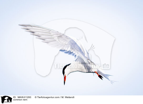 Flu-Seeschwalbe / common tern / MAW-01260