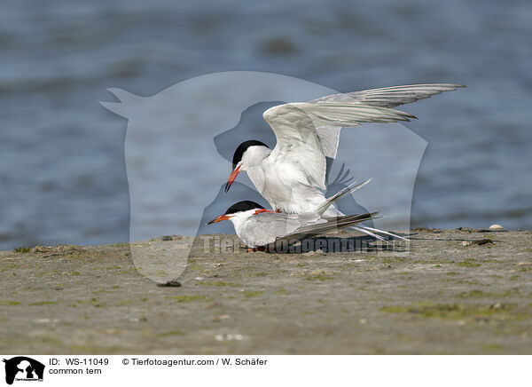 Flussseeschwalbe / common tern / WS-11049