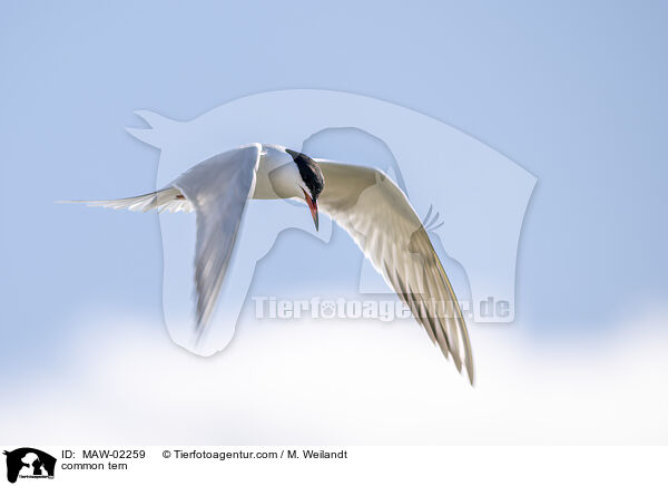 Flussseeschwalbe / common tern / MAW-02259