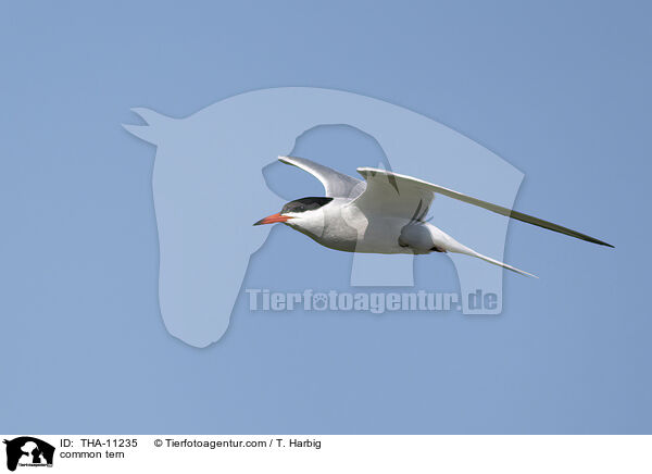 Flussseeschwalbe / common tern / THA-11235