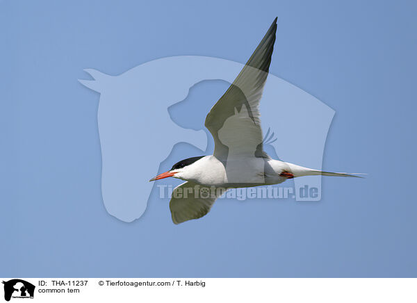 Flussseeschwalbe / common tern / THA-11237