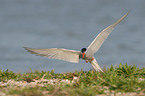 common tern