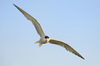 common tern