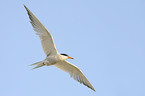 common tern
