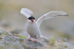 common tern