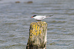 common tern