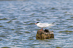 common tern