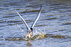common tern