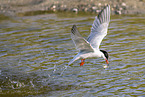 common tern