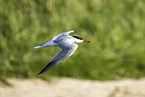 common tern