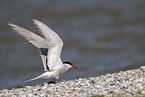 common tern