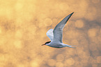 common tern