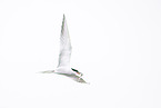 common tern