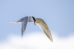 common tern