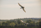 common tern