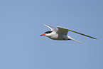 common tern