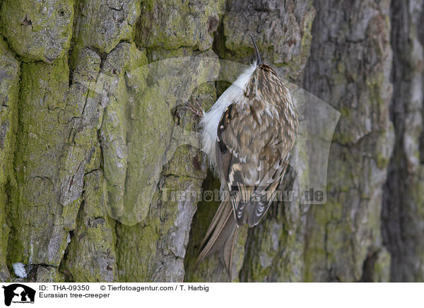 Waldbaumlufer / Eurasian tree-creeper / THA-09350