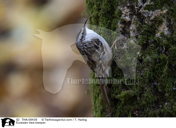 Waldbaumlufer / Eurasian tree-creeper / THA-09439