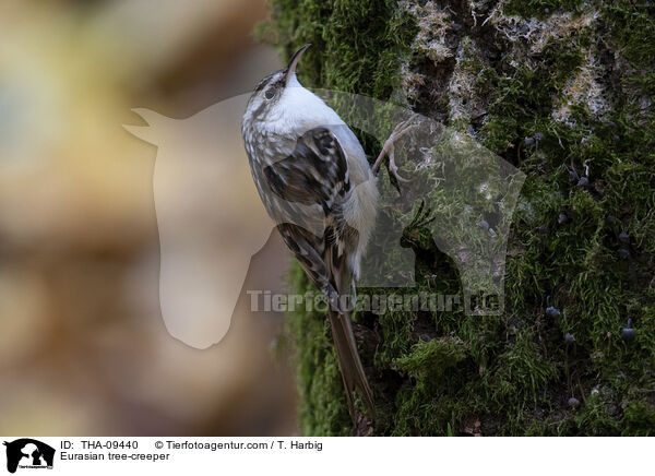 Eurasian tree-creeper / THA-09440