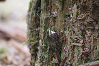 Eurasian tree-creeper
