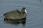 swimming black coot