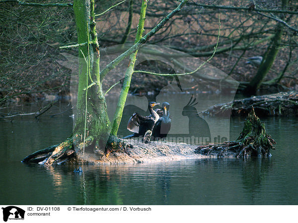 Kormorane / cormorant / DV-01108