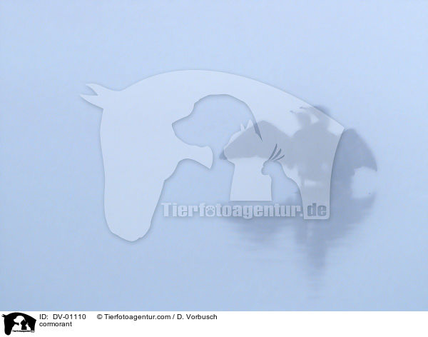 Kormorane / cormorant / DV-01110