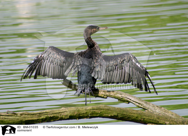 Kormoran / cormorant / BM-01035