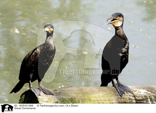 Kormorane / Great Cormorants / AVD-01366