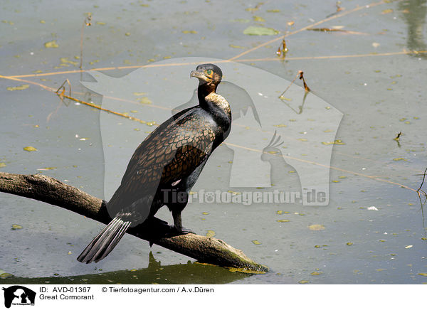 Kormoran / Great Cormorant / AVD-01367