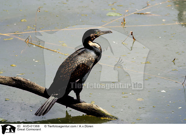 Kormoran / Great Cormorant / AVD-01368