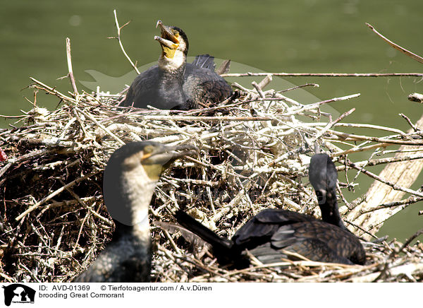 Kormorane auf Nestern / brooding Great Cormorant / AVD-01369
