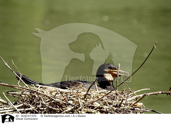 Kormoran / Great Cormorant / AVD-01370