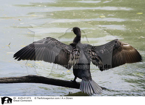 Kormoran / Great Cormorant / AVD-01373