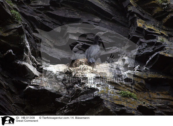 Kormoran / Great Cormorant / HB-01308