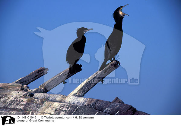 Gruppe Kormorane / group of Great Cormorants / HB-01049