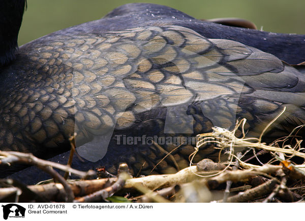 Kormoran auf Nest / Great Cormorant / AVD-01678