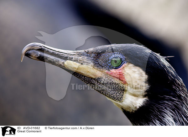 Kormoran / Great Cormorant / AVD-01682