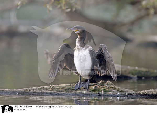 cormorant / SO-01330
