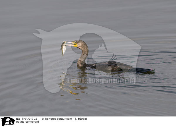 fressender Kormoran / eating cormorant / THA-01702